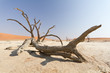 Toter Baum in der Wüste, Namibia