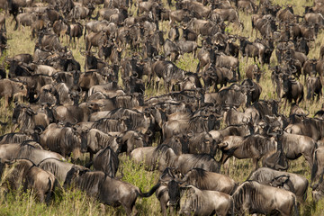 Wall Mural - Herd of Wildebeest at the Serengeti National Park, Tanzania