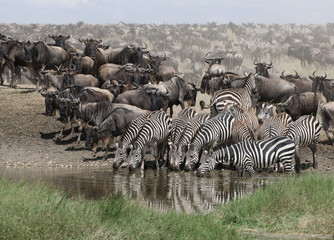 Poster - Zebras drinking at the Serengeti National Park, Tanzania, Africa