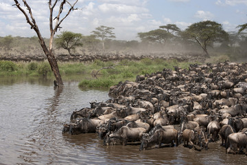 Poster - Zebras and Wildebeest at the Serengeti National Park, Tanzania