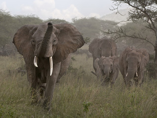 Wall Mural - Elephants at the Serengeti National Park, Tanzania, Africa