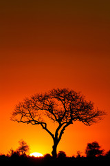 a marula tree silhouette at sunset