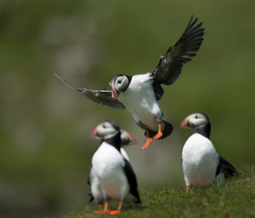 Wall Mural - Atlantic Puffin or Common Puffin, Fratercula arctica, on Mykines