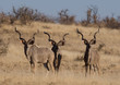 Three adult kudu bulls