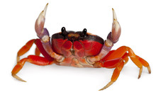 Red Land Crab, Gecarcinus Quadratus