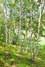 White Birch Forest Landscape