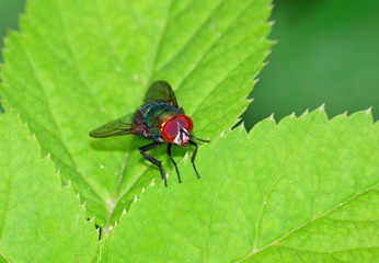 Wall Mural - A blowfly (Lucilia sp.) on a leaf