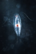 marine planktonic copepod