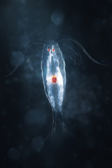 marine planktonic copepod