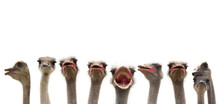 Funny Ostriches
