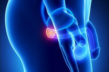 Poster - Male prostate anatomy lateral view