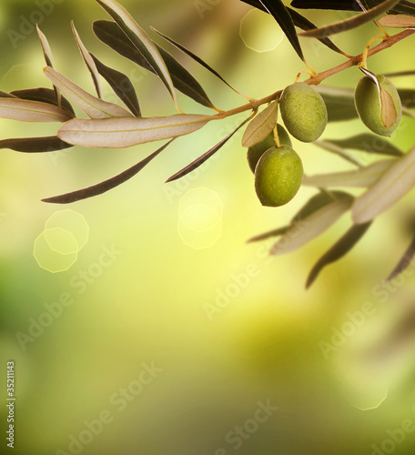 Naklejka na szybę Olives border design