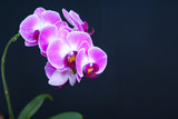 Fototapeta Storczyk - pink orchid