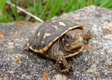 Baby (neonate) Ornate Box Turtle, Terrepene Ornata