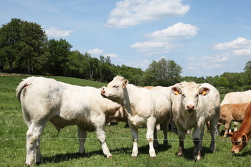 Wall Mural - Young Charolais Bull Calves Beef Cattle