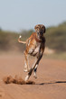 A greyhound running full speed