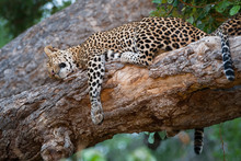 Sleeping Leopards