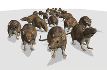 Army Of Rats