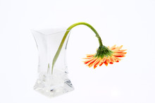 Gerbera Daisy Flower In Glass Vase Isolated On White Background