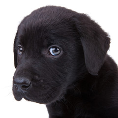 black labrador retriever puppy