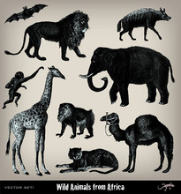 Engraving Vintage African Animal Set.