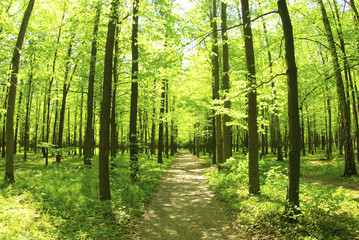  green forest