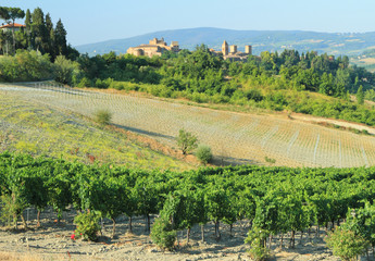 Wall Mural - vineyards and antique tuscan village : Certaldo