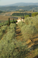 Wall Mural - olive grove in tuscan farmland in early morning light