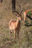 Fototapeta Sawanna - Antelope Impala.