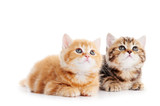 Fototapeta Koty - little british shorthair kittens cat