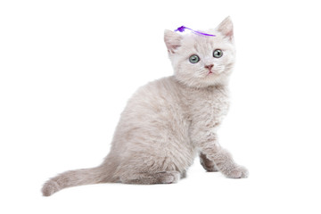 Wall Mural - pale-yellow British kitten  sitting on isolated white