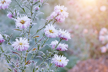 frozen flowers