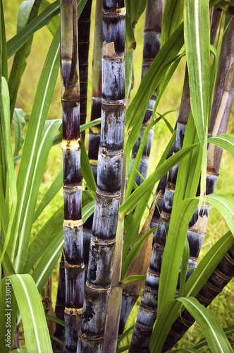 Naklejka - mata magnetyczna na lodówkę Sugar cane plant