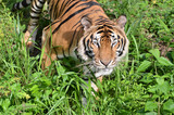 Fototapeta Zwierzęta - tiger
