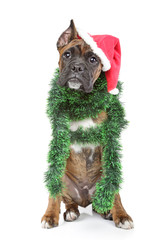 Poster - Boxer dog waits for the holiday