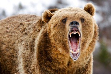 Wall Mural - growling grizzly bear