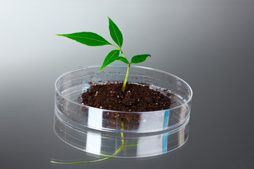 Genetically modified plant tested in petri dish gray background