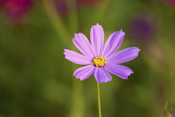 Wall Mural - colorful flower