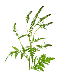 Leinwandbilder - Ragweed plant