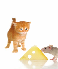 Poster - rat and kitten