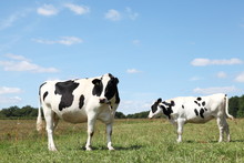 Two Black White Holstein Friesian Dairy Cows