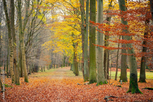 pathway-in-the-autumn-forest
