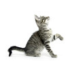 © Tony Campbell - Tabby cat playing on white
