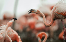 Fighting Flamingos.