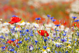 wild flowers