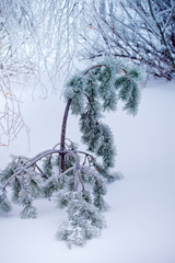 Wall Mural - Close-up of ice on a pine-tree in winter