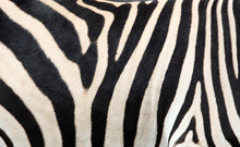 Zebra Skin Background, Texture