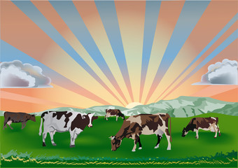 Wall Mural - cows on green field at sunset