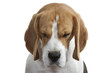portrait de beagle tête baissée, peau plissée