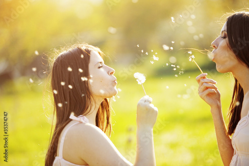Fotografering  Dandelions